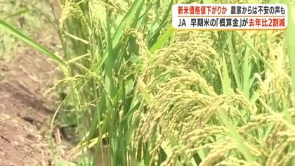 新米価格値下がりか　農家からは不安の声も　JAが農家に支払う早期米「概算金」が去年比2割減