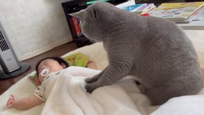 赤ちゃんの反応もしっかりチェック? 猫が優しく“マッサージ”する姿が微笑ましい