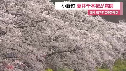穏やかな春の陽気　小野町の夏井千本桜が満開に　日中の最高気温は会津若松で24℃予想　福島