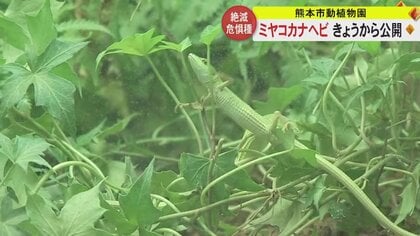 「ヘビ」だけど「トカゲ」 長いしっぽと瞳が特徴の「ミヤコカナヘビ」を熊本市動植物園が公開　宮古諸島生息の絶滅危惧種