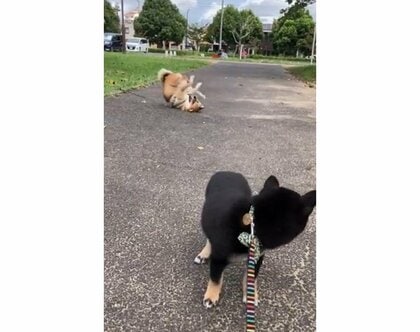 「地面さいこおおお」強烈な先輩にドン引きする“散歩デビュー”の柴犬…飼い主にその後を聞いた