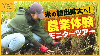 “米の輸出拡大”へ外国人向け米どころ新潟で農業体験モニターツアー「日本の文化や食に興味ある人多い」