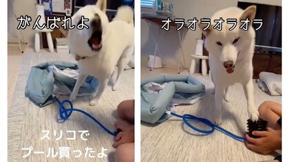 家庭用プールを“膨らませて”と柴犬が応援!? でも、待ちきれずに「もうオレやるわ」と交代…その後を飼い主に聞いた