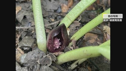 盗掘防止の看板むなしく…“根こそぎ”掘り起こされた希少植物「ヒメザゼンソウ」　カメラがとらえた犯人の姿