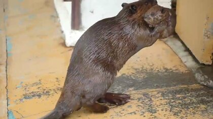 赤ちゃんビーバーがプールに入るとお父さんが即“回収”!? 二足歩行で抱える姿が可愛い…どんな行動なのか動物園に聞いた