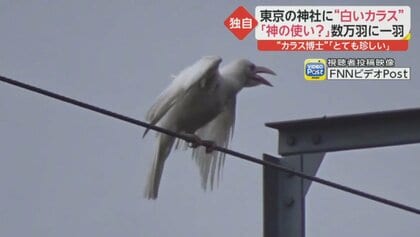 白い鳥 ホワイトロックPtarmigan、ラゴプスの突然、雪の上に座っている白い鳥