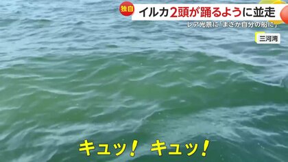 独自】華麗に泳ぐ2頭のイルカ 水中から鳴き声のワケは？イルカ特有の