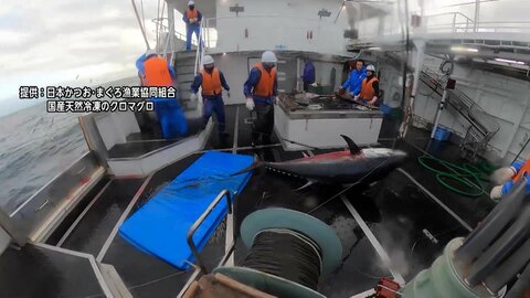 原油価格上昇がマグロ遠洋漁業を直撃　海外での給油費が日本の2～3倍　操業経費の2～3割占める燃料費が重荷