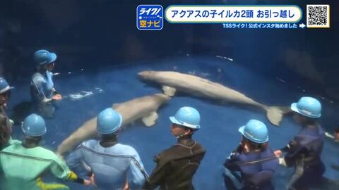 シロイルカ２頭がお引越し　秋にはパフォーマンス披露できるか　しまね海洋館アクアス【広島発しまね情報】