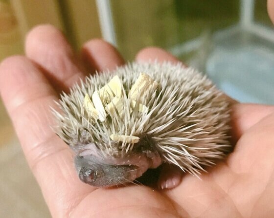 生まれた時から 針 がある 赤ちゃんハリネズミの姿が話題 お母さんは痛くないのか専門家に聞いた