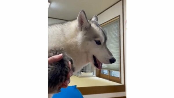 共鳴してる 保護された子猫に合わせて鳴くハスキー犬が話題 あやしているの 2匹の関係を飼い主に聞いた