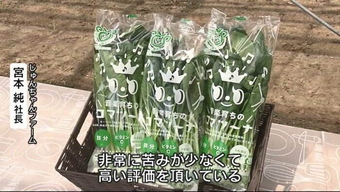 音響栽培で育てた小松菜は鉄分やビタミンがアップ