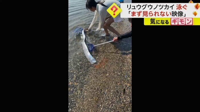 リュウグウノツカイを海に帰そうとする(FNN投稿サイト「ビデオPost」)