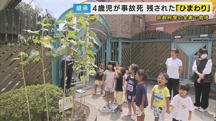大人の背丈を超えるほど大きく成長