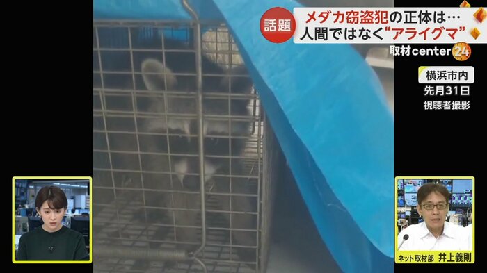 住民によって捕獲されたアライグマ