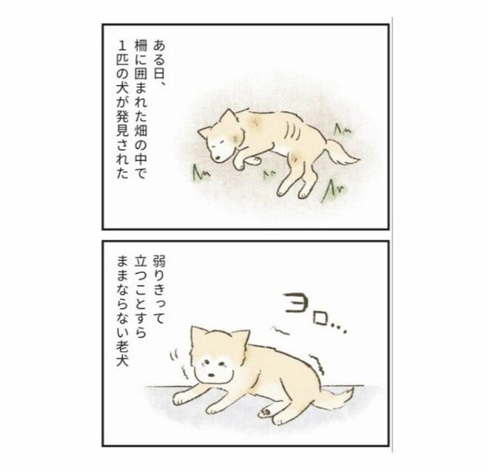 『たまさんちのホゴイヌ2』(世界文化社)より