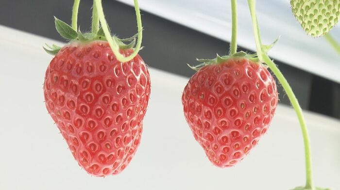 3つの品種を栽培