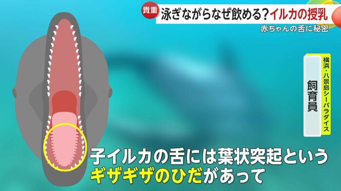 イルカの舌にある葉状突起(提供:横浜・八景島シーパラダイス)