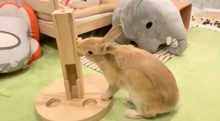 提供:げんまいとうるちさん