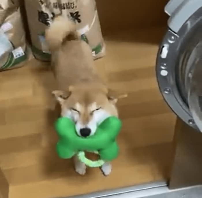 すずちゃん1回目登場