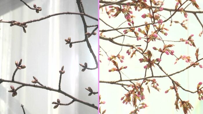 4月6日と比べるとつぼみがふっくら