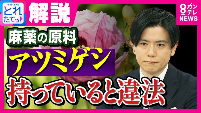 繊細な姿が特徴的なアツミゲシ