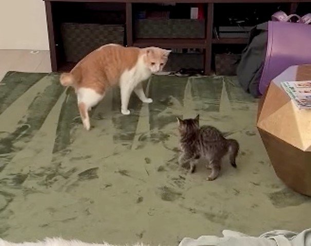 提供:たーにゃ。さん
