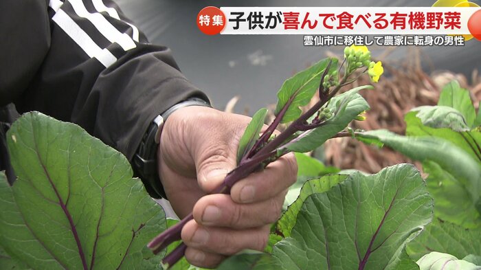 茎もそのまま食べられる「高菜苔」