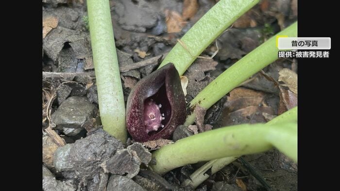 希少植物ザゼンソウ