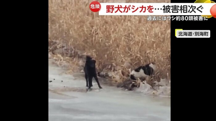 身動きの取れないシカに牙をむく2匹の犬(映像提供:視聴者)