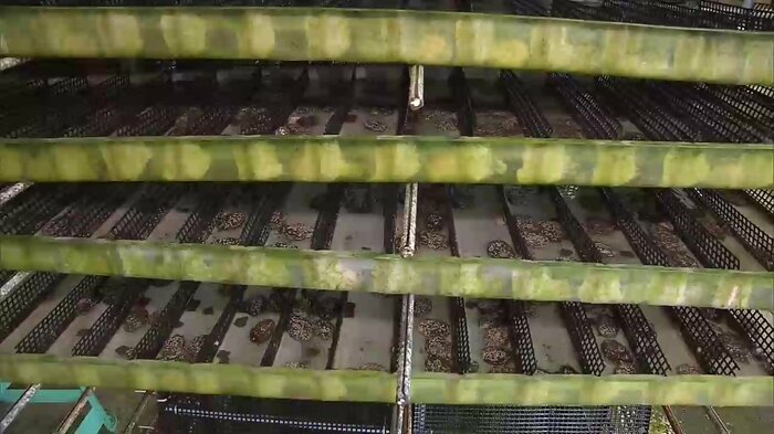 福島町ではアワビ養殖に取り組むも生産が安定せず赤字に