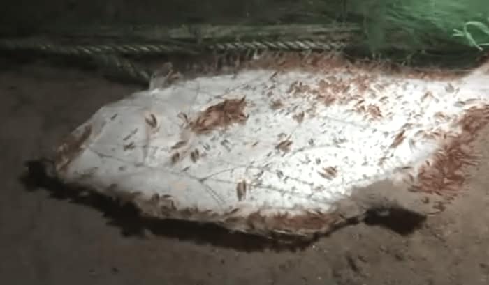 網にかかった魚に群がるヨコエビ
