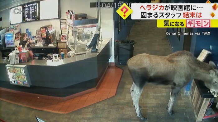 ポップコーンを食べるヘラジカと、スマホを向けて見守る女性従業員