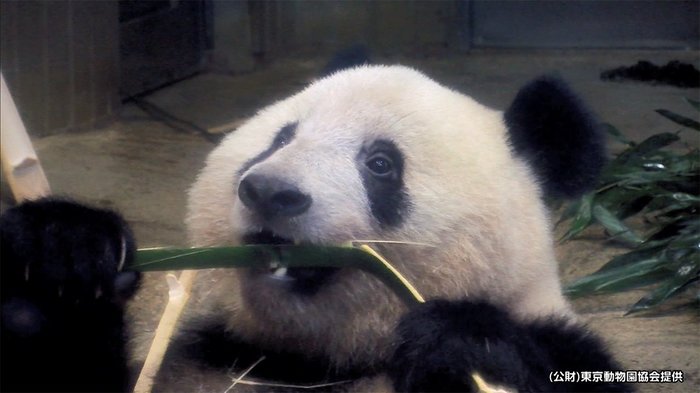 上野動物園に「パンダのもり」 “本場”をモデルに木や水場も