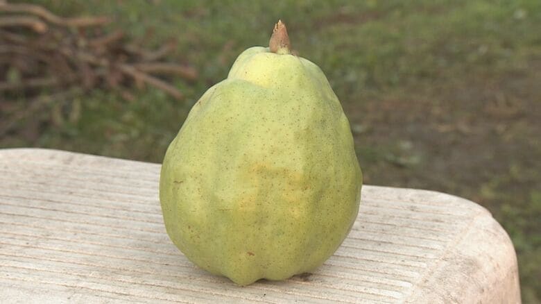 児童が幻の洋梨“ルレクチエ”を収穫！少雨の影響受けるも糖度高い仕上がりに 「農家さんの大変さ感じる」新潟・南区｜FNNプライムオンライン