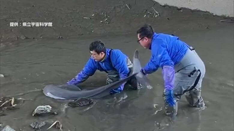 “迷子のイルカ”を救出！ 河口から約30キロ上流で泥に埋まり、もがいていた絶滅危惧種の「スナメリ」を無事に放流｜FNNプライムオンライン