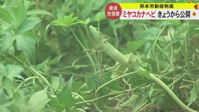 「ヘビ」だけど「トカゲ」 長いしっぽと瞳が特徴の「ミヤコカナヘビ」を熊本市動植物園が公開　宮古諸島生息の絶滅危惧種｜FNNプライムオンライン