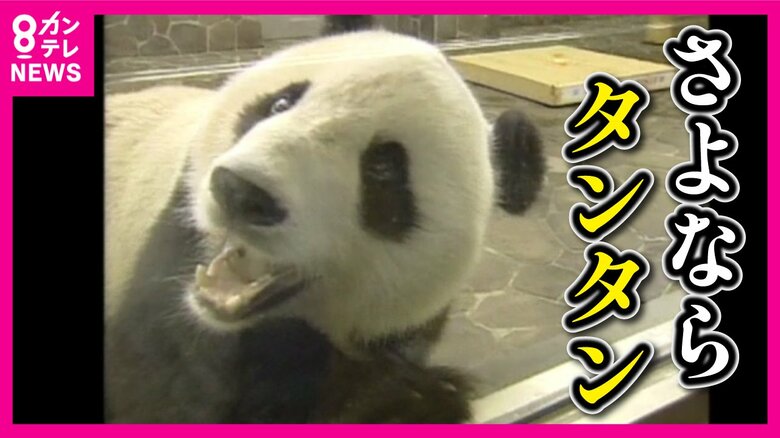 「大事なパンダさん。安らかにお眠りください」　パンダ『タンタン』死ぬ　震災で傷ついた神戸の街を笑顔いっぱいにして｜FNNプライムオンライン