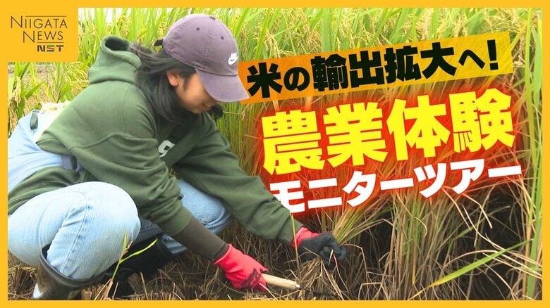 “米の輸出拡大”へ外国人向け米どころ新潟で農業体験モニターツアー「日本の文化や食に興味ある人多い」｜FNNプライムオンライン