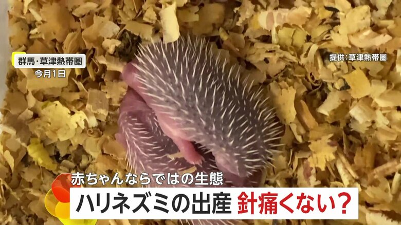 【ハリネズミの赤ちゃん】生後4時間でも背中にトゲトゲ「出産時お母さん痛くないの？」→「針が寝ているため大丈夫」　群馬・草津熱帯園｜FNNプライムオンライン