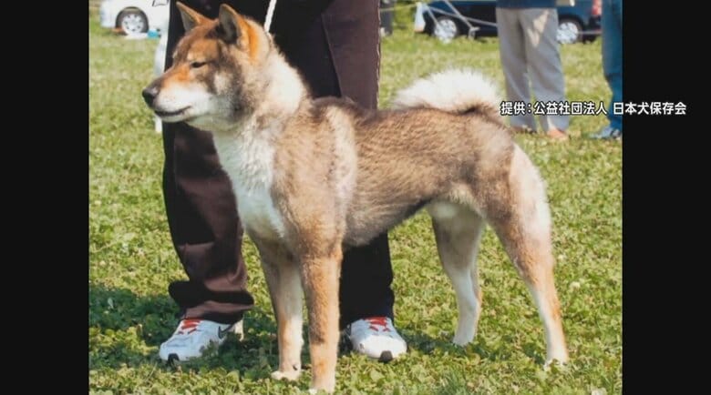 犬を飼う前に知っておきたい“日本犬”の気質　小学生ら12人に噛みついた「四国犬」の特徴と注意点を専門家が解説｜FNNプライムオンライン