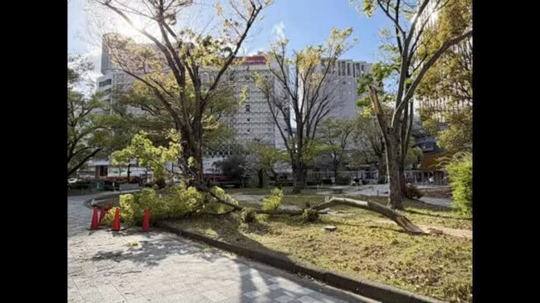 広島県庁の敷地内でケヤキ倒木　人や建物へ被害なし　別の樹木も緊急点検へ｜FNNプライムオンライン