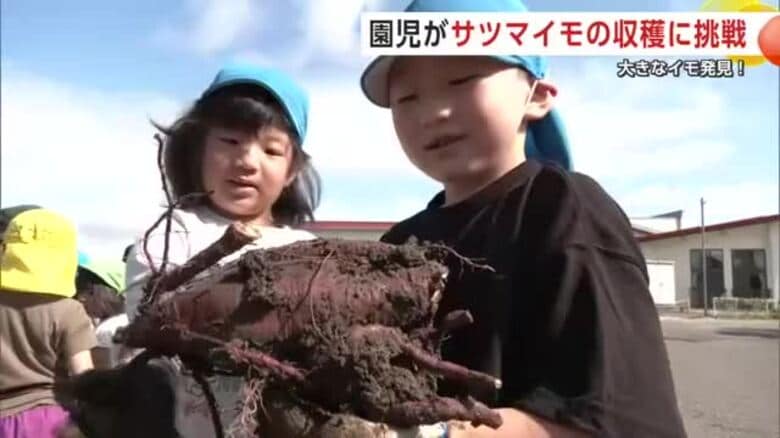 「でかいの見つけた！」　園児がサツマイモの収穫に挑戦　味噌汁や焼き芋にして食べたい　秋田・横手市｜FNNプライムオンライン