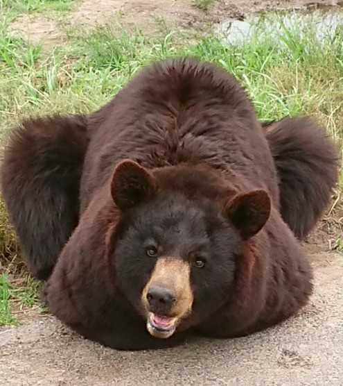 (写真提供:秋吉台サファリランド)