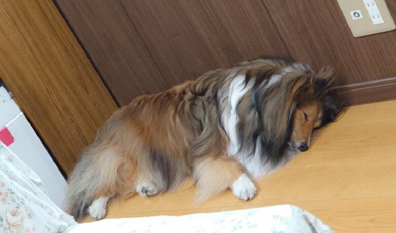 寝ているウニくん