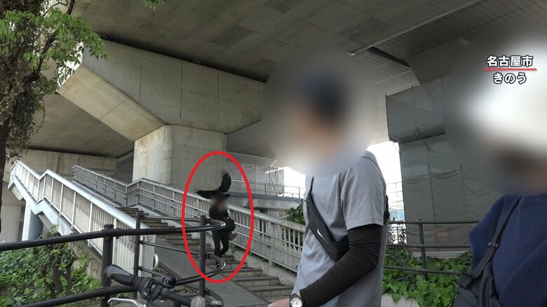 インタビューの後ろで、女性を襲うカラス