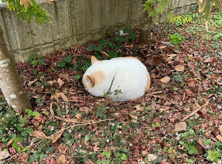 丸くなってまんじゅうのよう