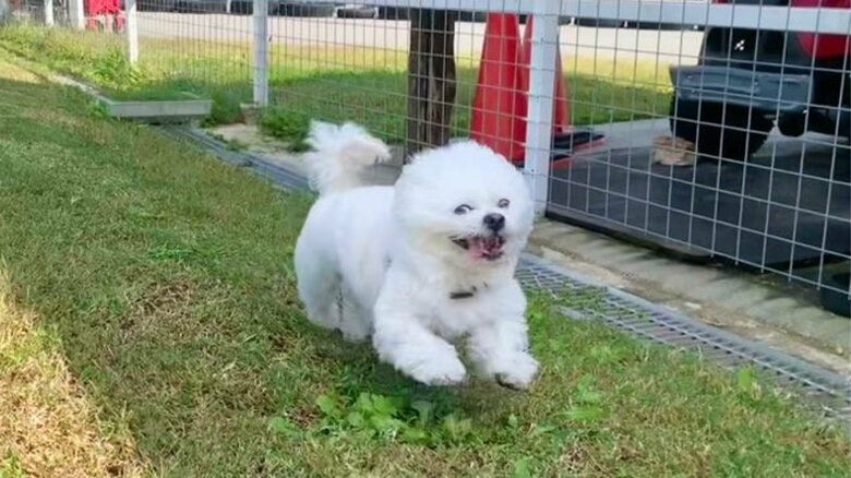 白い毛で目が隠れて“にっこり目”に見えたという。1秒後の写真がこちらだ