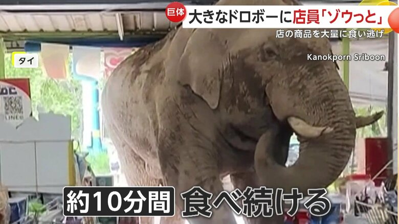 9袋のお菓子やサンドイッチ、3500円分ものバナナを食い逃げしたゾウ