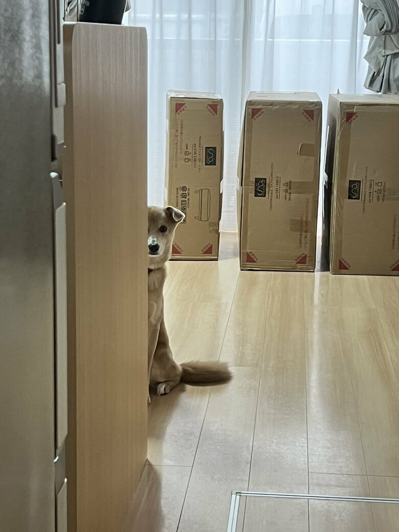 提供：あさぎさん